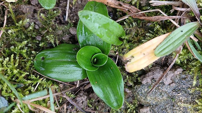 Orchis anthropophora  - José Miguel Martins Da Silva