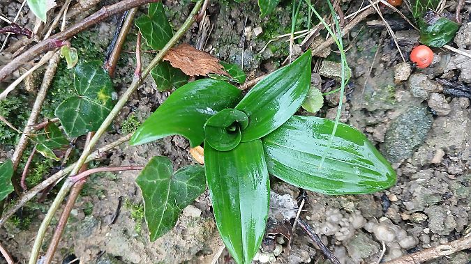 Orchis anthropophora  - José Miguel Martins Da Silva