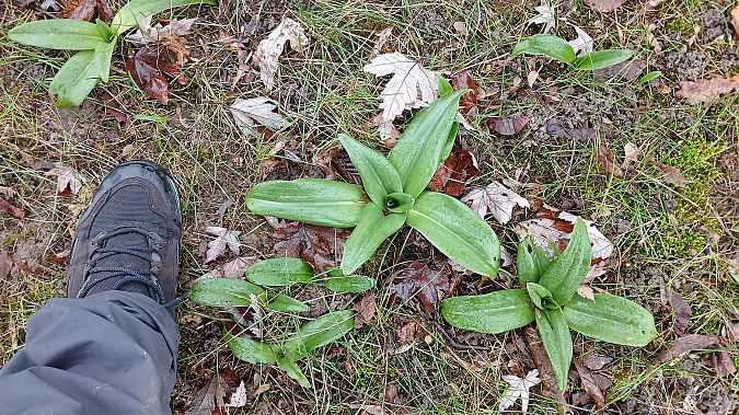 Himantoglossum hircinum  - José Miguel Martins Da Silva