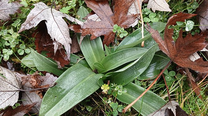 Ophrys apifera  - José Miguel Martins Da Silva