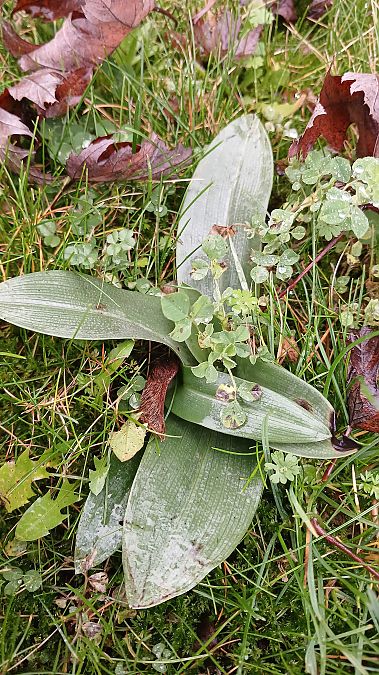 Ophrys apifera  - José Miguel Martins Da Silva