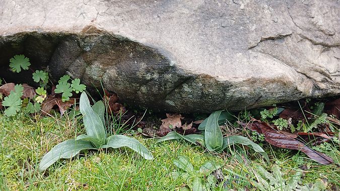 Ophrys apifera  - José Miguel Martins Da Silva