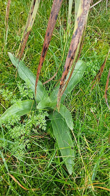 Ophrys apifera  - José Miguel Martins Da Silva