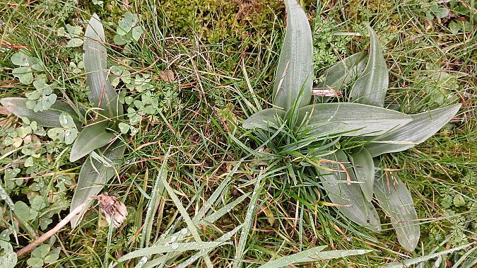 Ophrys apifera  - José Miguel Martins Da Silva