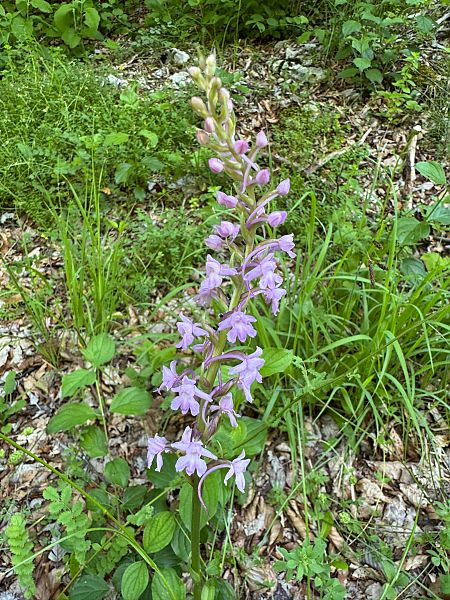 Gymnadenia conopsea  - Christian Peter