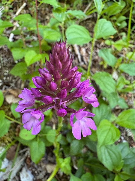 Anacamptis pyramidalis  - Christian Peter