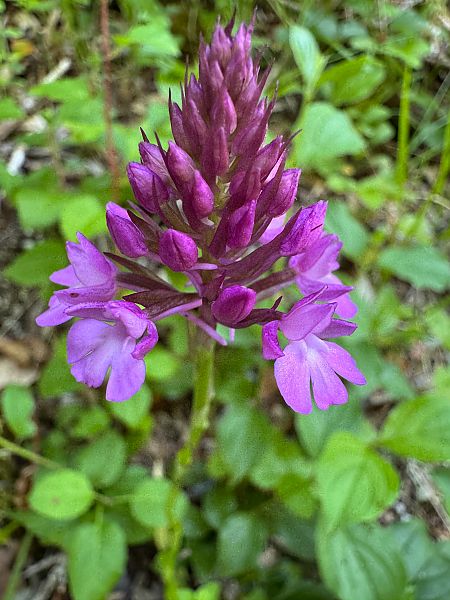 Anacamptis pyramidalis  - Christian Peter