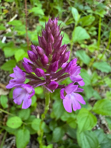 Anacamptis pyramidalis  - Christian Peter