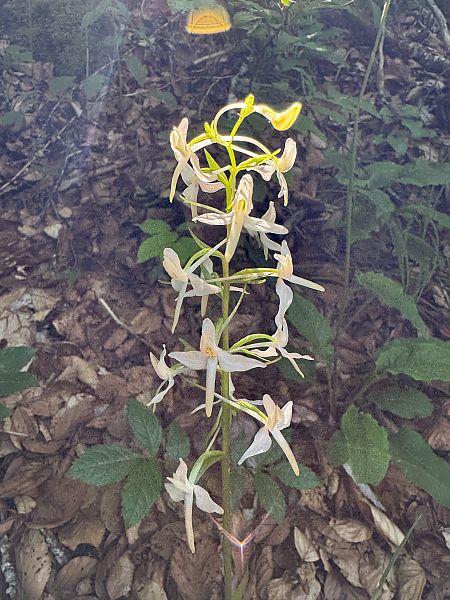 Platanthera bifolia  - Christian Peter