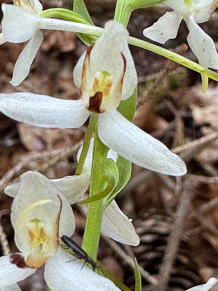 Platanthera bifolia  - Christian Peter