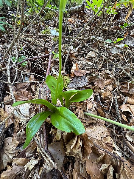 Platanthera bifolia  - Christian Peter