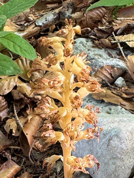 Neottia nidus-avis  - Christian Peter