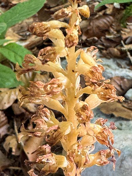 Neottia nidus-avis  - Christian Peter