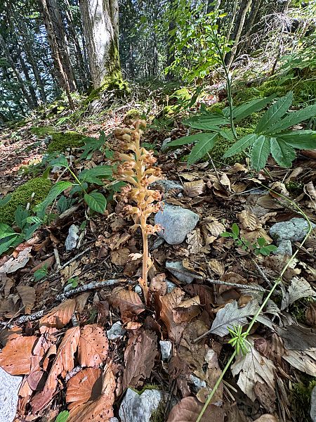 Neottia nidus-avis  - Christian Peter