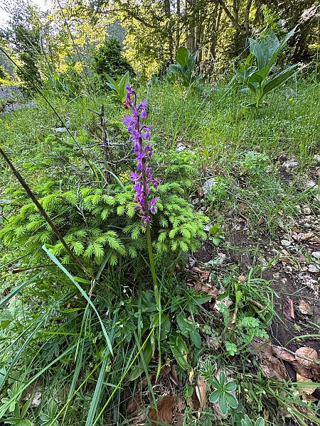 Orchis mascula  - Christian Peter
