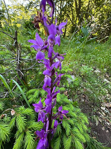 Orchis mascula  - Christian Peter