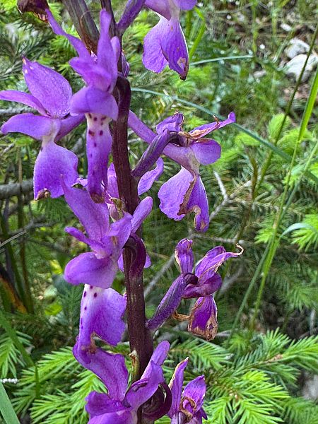Orchis mascula  - Christian Peter