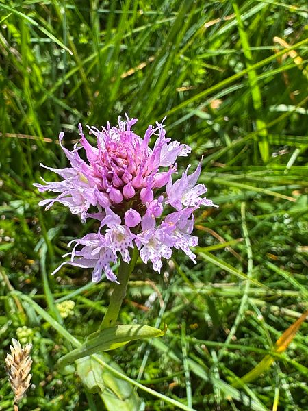 Traunsteinera globosa  - Christian Peter