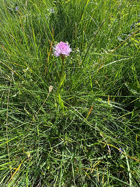 Traunsteinera globosa  - Christian Peter