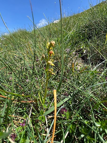 Coeloglossum viride  - Christian Peter