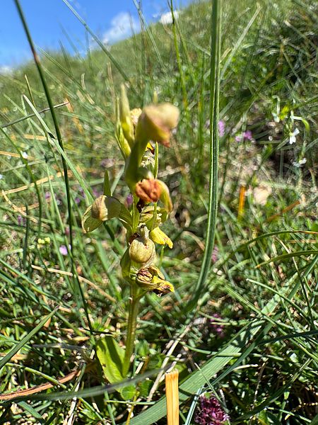 Coeloglossum viride  - Christian Peter