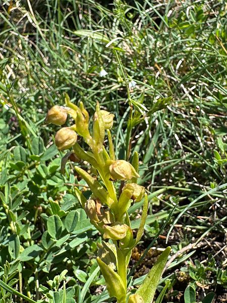Coeloglossum viride  - Christian Peter