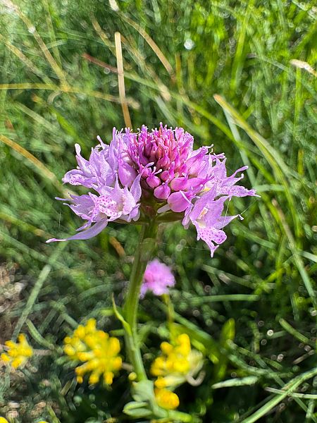 Traunsteinera globosa  - Christian Peter