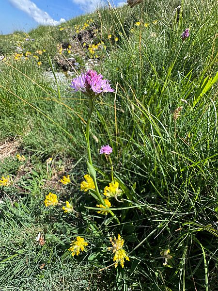 Traunsteinera globosa  - Christian Peter