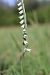 Spiranthes spiralis © Vincent Gillet (21)