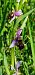 Ophrys scolopax  - Vincent Lutton