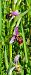 Ophrys scolopax  - Vincent Lutton