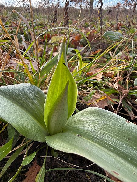 Himantoglossum robertianum  - Ghislain Constans