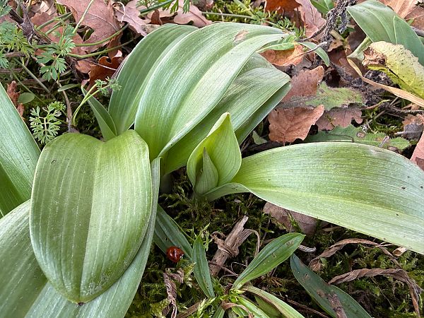 Himantoglossum robertianum  - Ghislain Constans