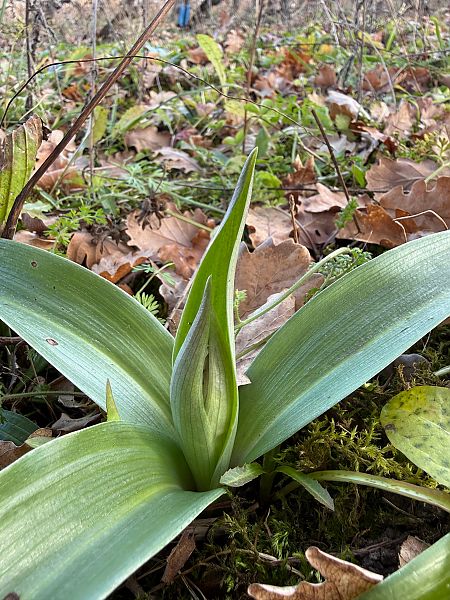 Himantoglossum robertianum  - Ghislain Constans