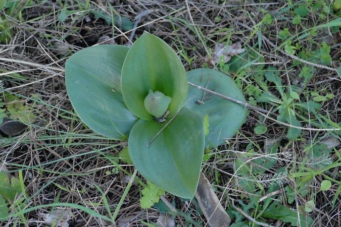 Himantoglossum robertianum  - Nicole Taillandier