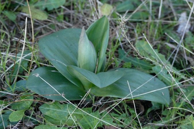 Himantoglossum robertianum  - Nicole Taillandier