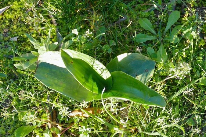 Himantoglossum robertianum  - Nicole Taillandier