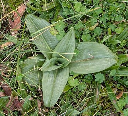 Himantoglossum hircinum  - Jacques Gilardin