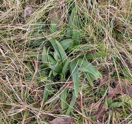 Anacamptis morio  - Jacques Gilardin