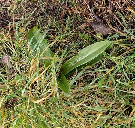 Himantoglossum hircinum  - Jacques Gilardin