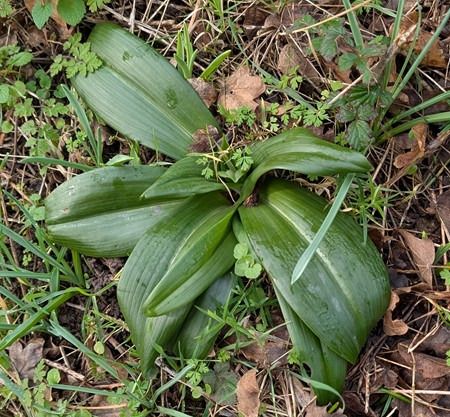 Himantoglossum hircinum  - Jacques Gilardin