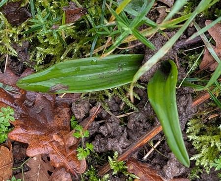 Himantoglossum hircinum  - Jacques Gilardin