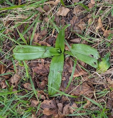 Himantoglossum hircinum  - Jacques Gilardin