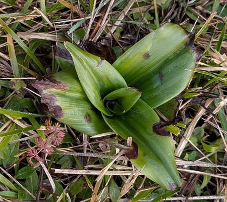 Himantoglossum hircinum  - Jacques Gilardin