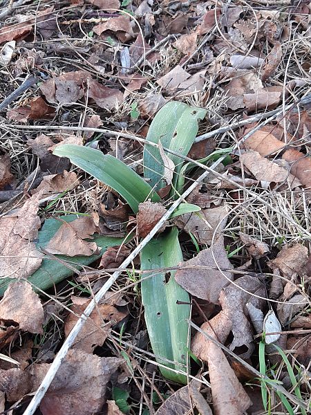 Himantoglossum hircinum  - Françoise Peyrissat
