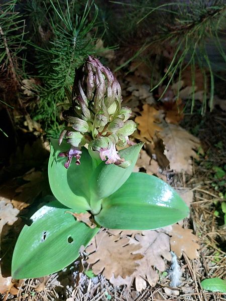 Barlia robertiana  - Mathis Buriasco