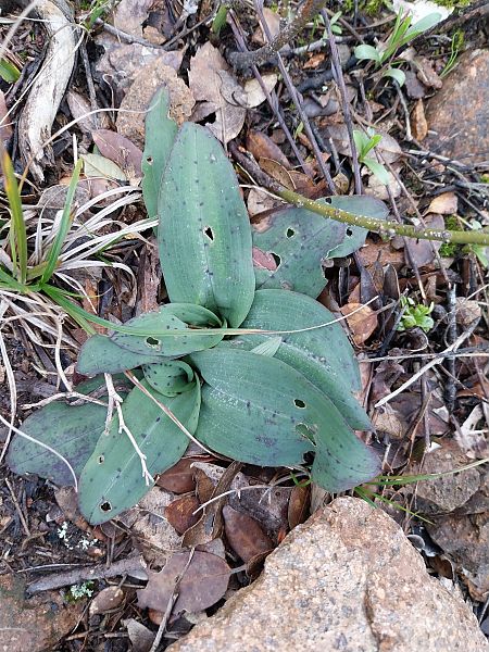 Neotinea maculata  - Mathis Buriasco