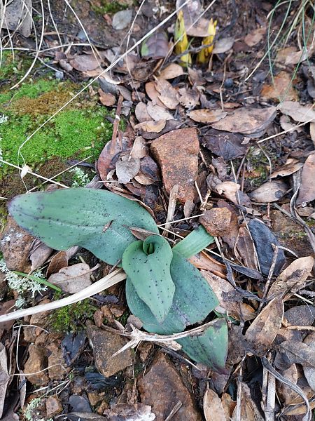 Neotinea maculata  - Mathis Buriasco