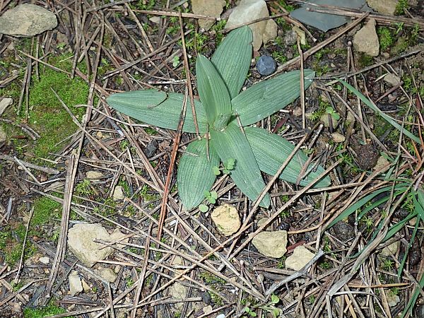 Ophrys sp.  - Eliott Huguet