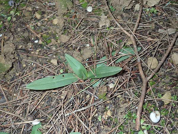 Ophrys sp.  - Eliott Huguet